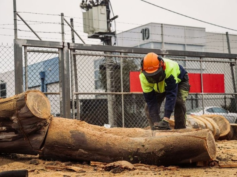 Worker with chainsaw cutting large logs to safely remove a fallen tree after storm damage near an industrial area.