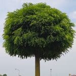 Urban roadside tree showing results of tree crown lifting for safe pedestrian clearance.