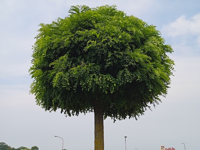 Urban roadside tree showing results of tree crown lifting for safe pedestrian clearance.
