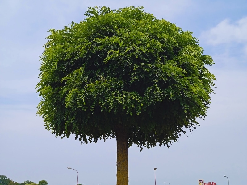 Tree crowning example with a dense, rounded canopy and clear trunk in an urban landscape