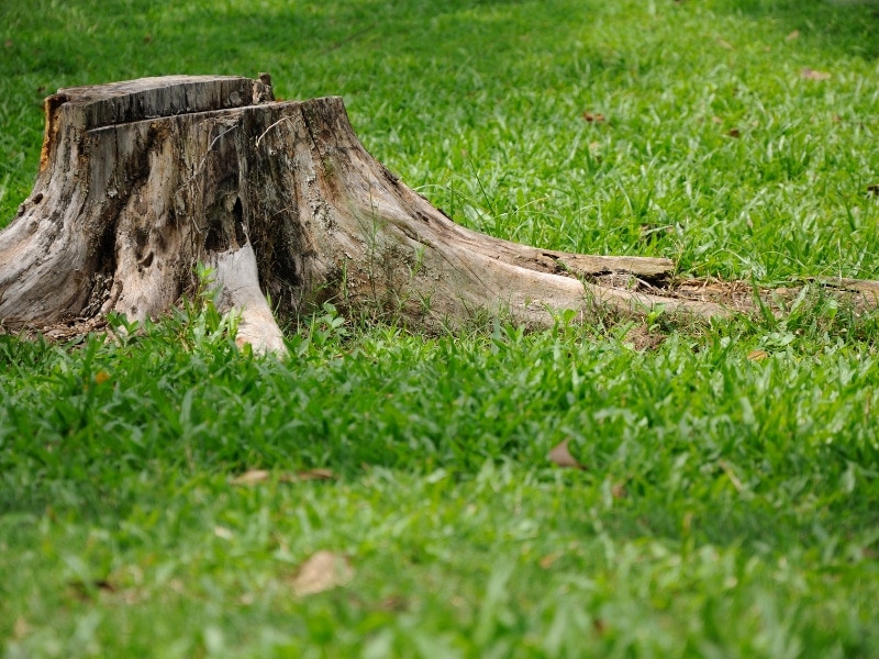 Small Tree Stump Grinding of a large old stump left in the grass