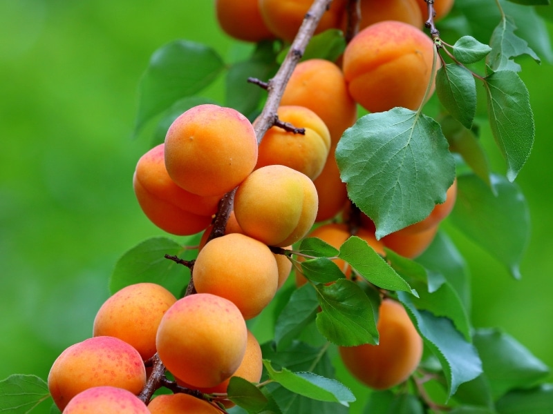 Ripe apricots growing on a healthy branch prepared through apricot tree pruning in peak fruiting season