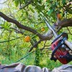 Person using a red chainsaw to cut branches while pruning citrus trees with ripe oranges in a lush backyard setting.