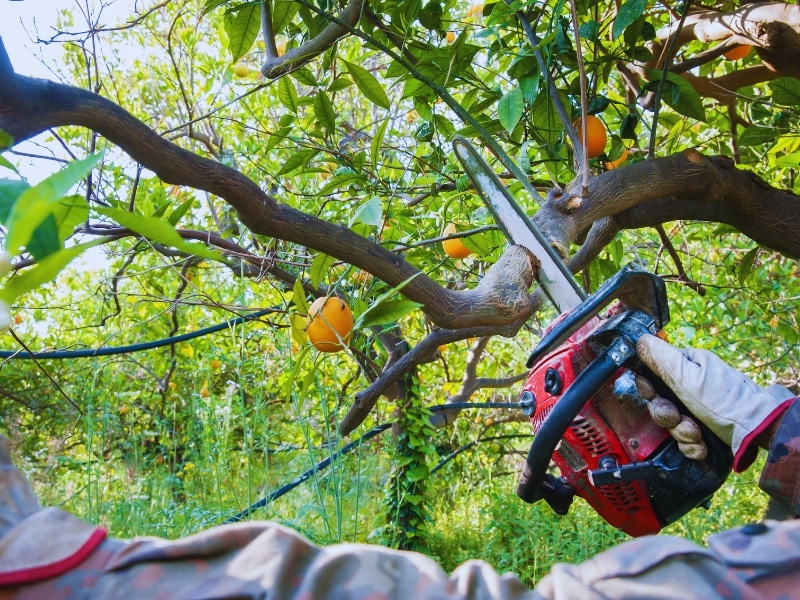 Person using a red chainsaw to cut branches while pruning citrus trees with ripe oranges in a lush backyard setting.