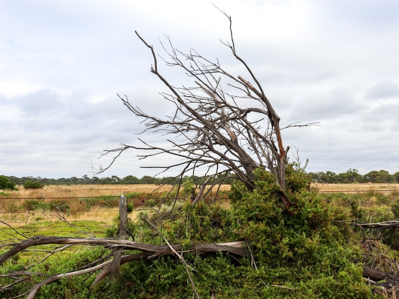 Dead tree leaning over fence in rural area, highlighting need for removing dead tree promptly.