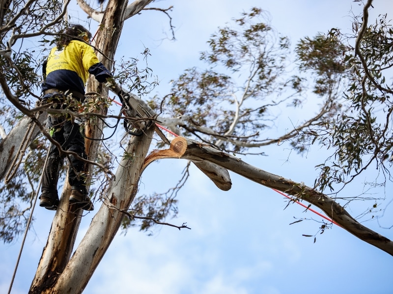 Roped arborist performing high-access Fruit Tree Pruning Melbourne with safety harness and gear in tall eucalyptus.