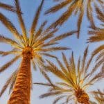 Upward view of tall palm trees with trimmed fronds against a clear blue sky, showing results of palm tree pruning