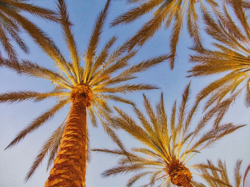 Upward view of tall palm trees with trimmed fronds against a clear blue sky, showing results of palm tree pruning