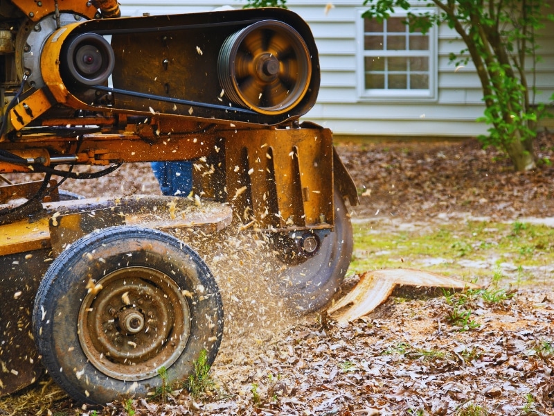 Tree root grinding machine in action removing roots near a home foundation in a leafy Australian backyard.