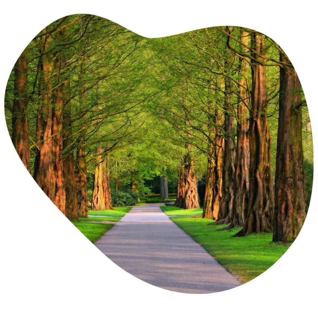 Image presents tree maintenance