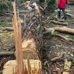 Worker in red cutting fallen trunk during removing dead tree process with chainsaw.