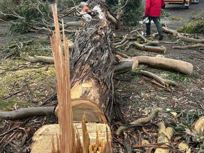 Worker in red cutting fallen trunk during removing dead tree process with chainsaw.