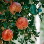 Ripe red apples hanging on a leafy branch after seasonal apple tree pruning in a backyard orchard
