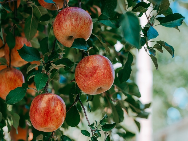 Ripe red apples hanging on a leafy branch after seasonal apple tree pruning in a backyard orchard