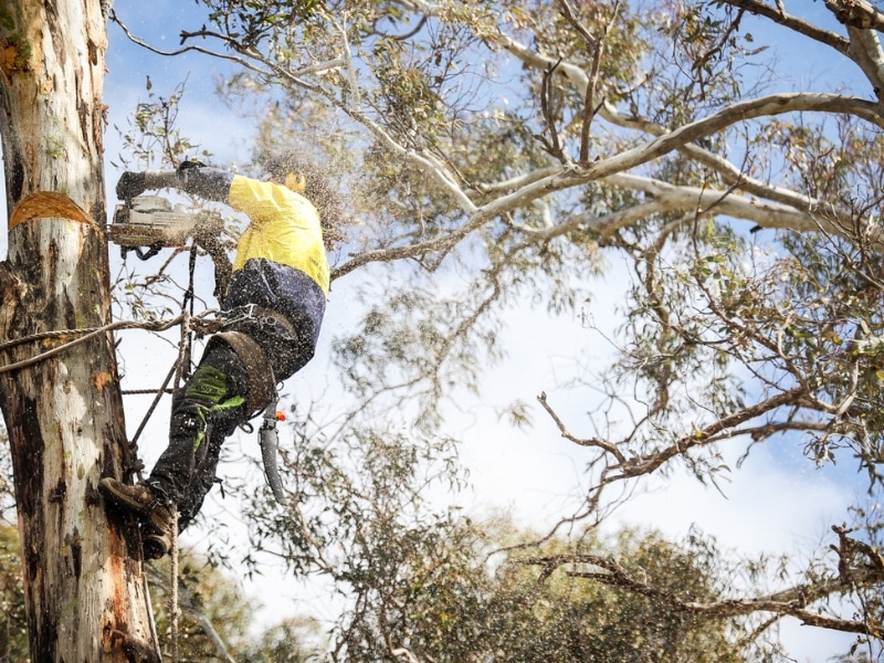 Arborist using chainsaw at height affecting emergency tree removal costs