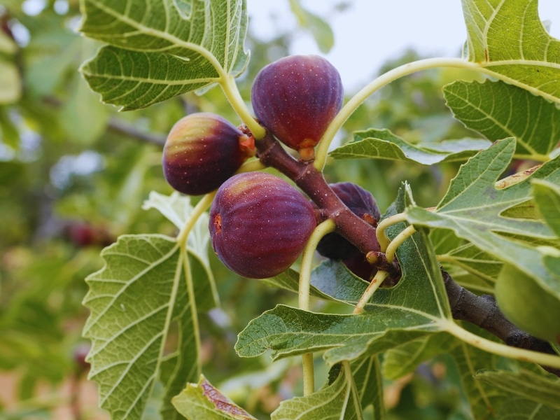 Ripe figs growing on a healthy branch after fig tree pruning in a well-maintained garden