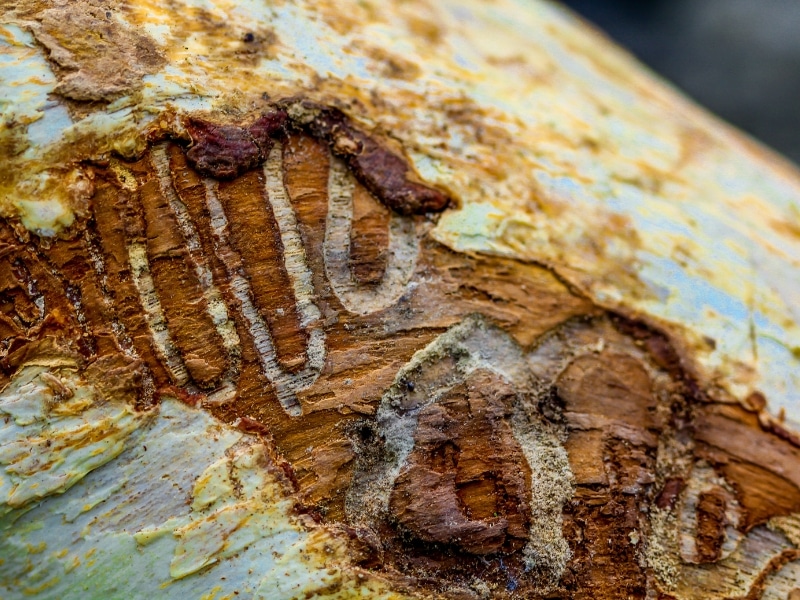 Dead Tree Removal showing close-up bark damage with insect trails and decay