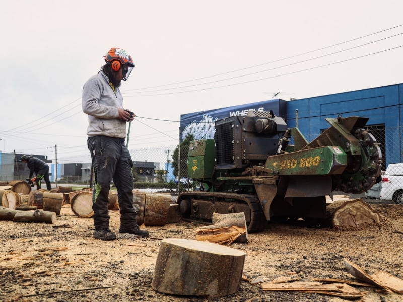 Worker operating industrial grinder during small tree stump grinding at an urban job site with cut wood pieces visible.