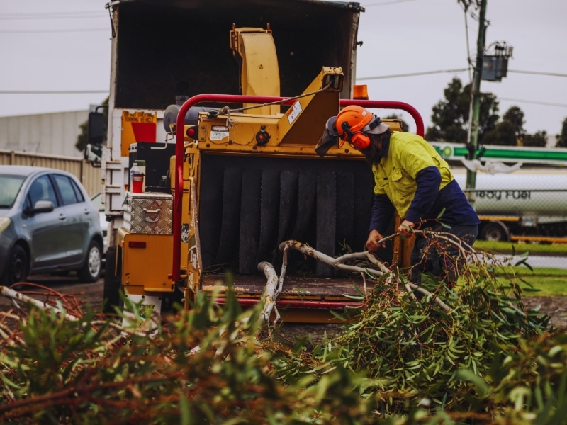 Worker feeding tree branches into industrial machine as part of a professional wood chipping service in an outdoor setting.