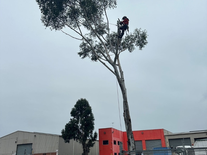 Tall tree removal near buildings showing emergency tree removal costs