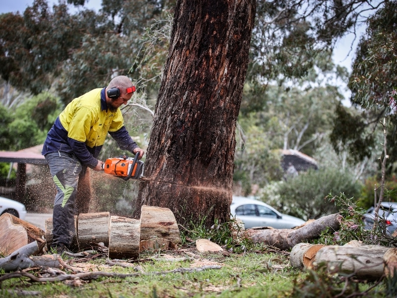 Dead Tree Removal by arborist using chainsaw to cut large trunk in suburban area