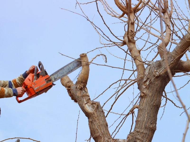 Worker using chainsaw for Fruit Tree Pruning Melbourne, cutting thick branch from deciduous tree in clear daylight.