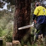 Dead Tree Removal process with arborist cutting trunk using Stihl chainsaw