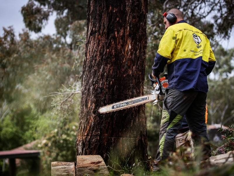 Dead Tree Removal process with arborist cutting trunk using Stihl chainsaw