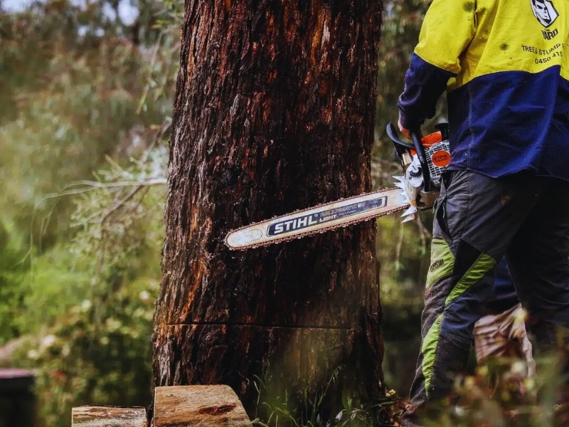 Arborist in safety gear using chainsaw for dead tree removal in bushland