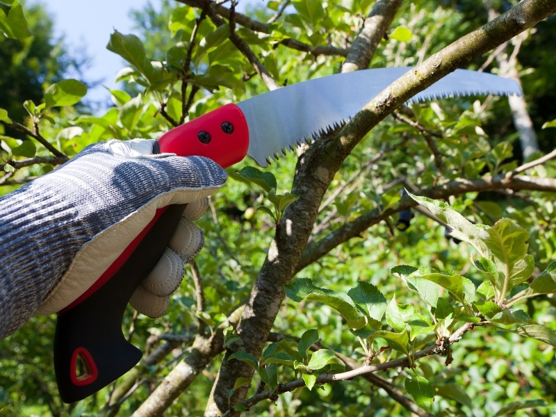 Gardener using a hand saw to prune citrus trees, ensuring healthy growth by removing unwanted branches.