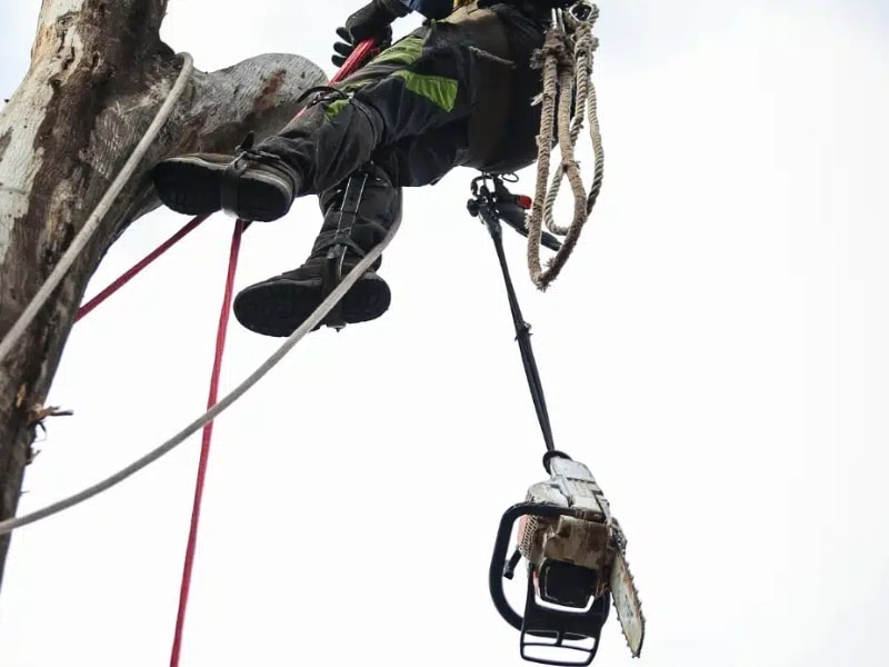 Rope-climbing arborist pruning tall trees with a suspended chainsaw