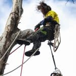 Arborist cutting large eucalyptus branch during Fruit Tree Pruning Melbourne in high tree canopy using ropes and harness.