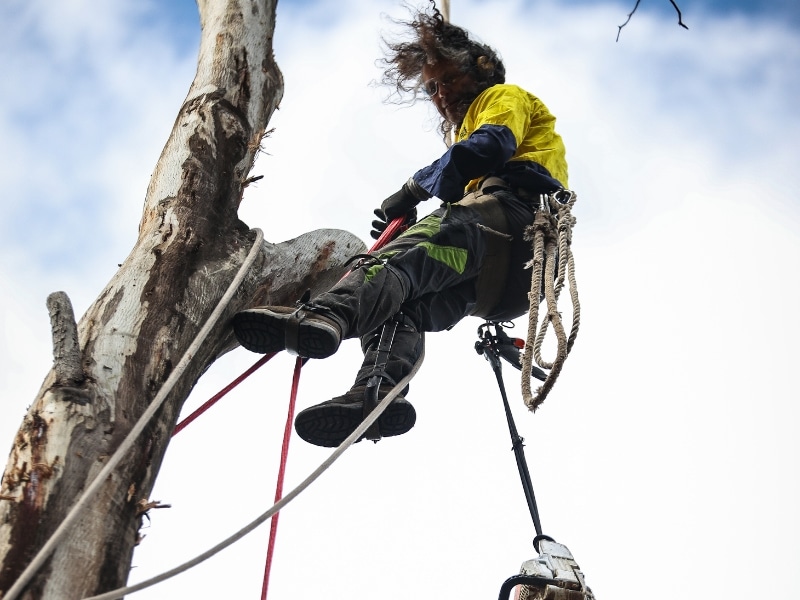 Arborist cutting large eucalyptus branch during Fruit Tree Pruning Melbourne in high tree canopy using ropes and harness.