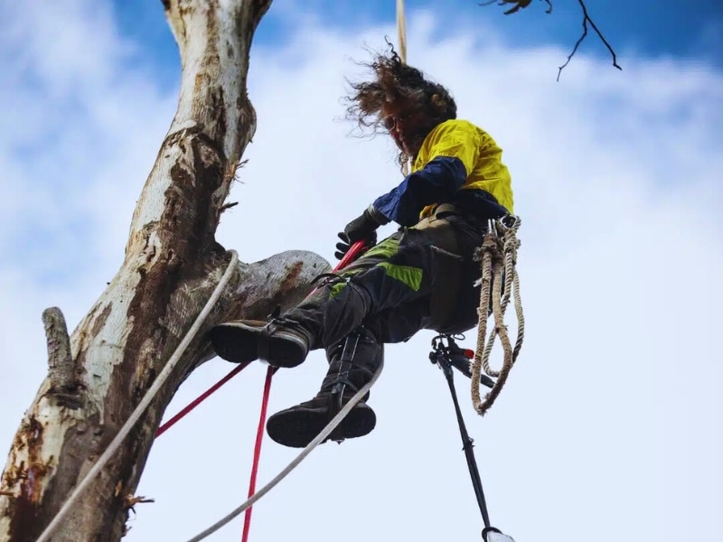 Arborist in safety gear performing fruit tree pruning in Melbourne from a tall gum tree using ropes and harnesses