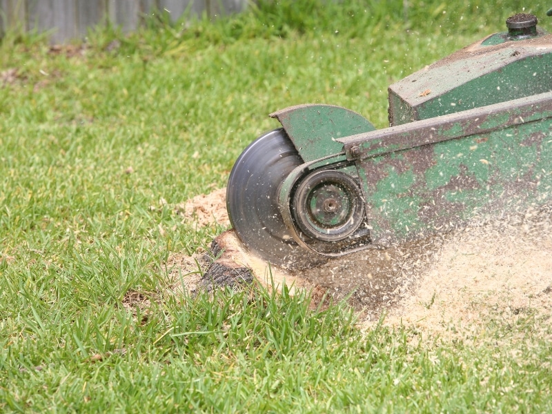 Small Tree Stump Grinding machine cutting through stump close-up