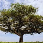 Large mature acacia tree with spreading branches, ideal example for discussing acacia tree removal in rural Australia.