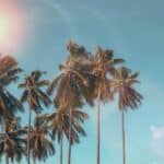 Tall tropical palms under bright sunlight with clear sky, ideal example for palm tree removal services