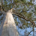 Tall eucalyptus tree with peeling bark, highlighting challenges in eucalyptus tree removal services.