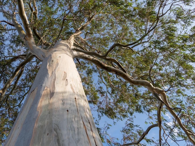 Tall eucalyptus tree with peeling bark, highlighting challenges in eucalyptus tree removal services.