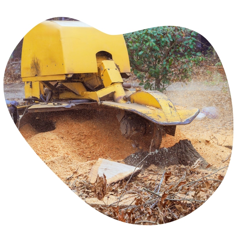 Experienced stump grinding specialists in Australia