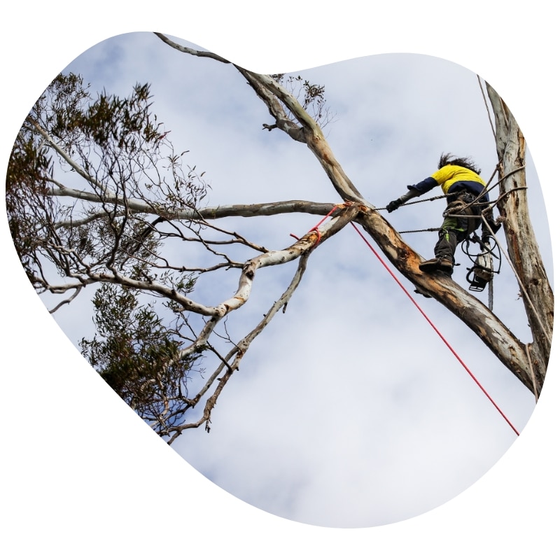 Climber performing Tree Removal in Middle Dural, cutting branches from a tall tree while suspended by ropes against a cloudy sky