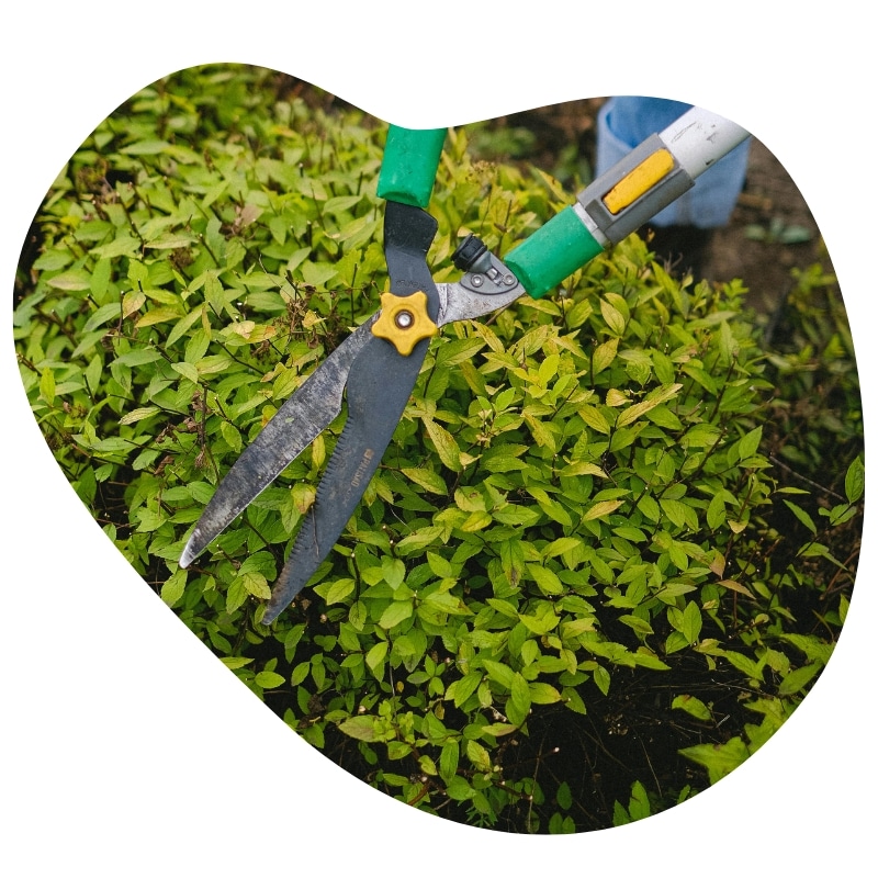 Tree trimming services in Australia using garden shears to shape and maintain healthy green shrubs.