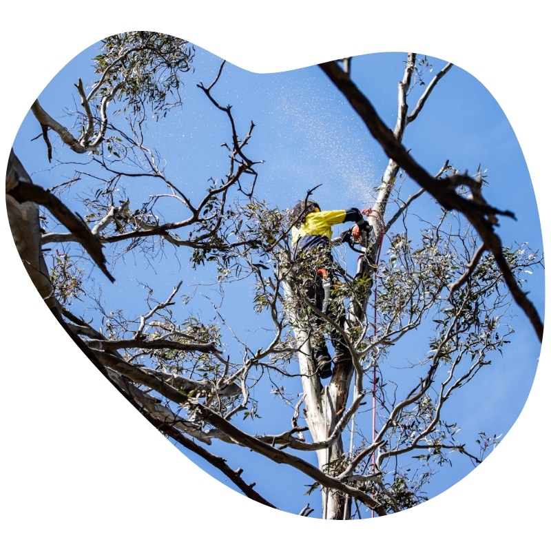 An expert performing tree removal in NSW cutting branches high in a tree with sawdust falling around them against a blue sky