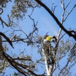 Professional arborist using a chainsaw while lopping branches safely.