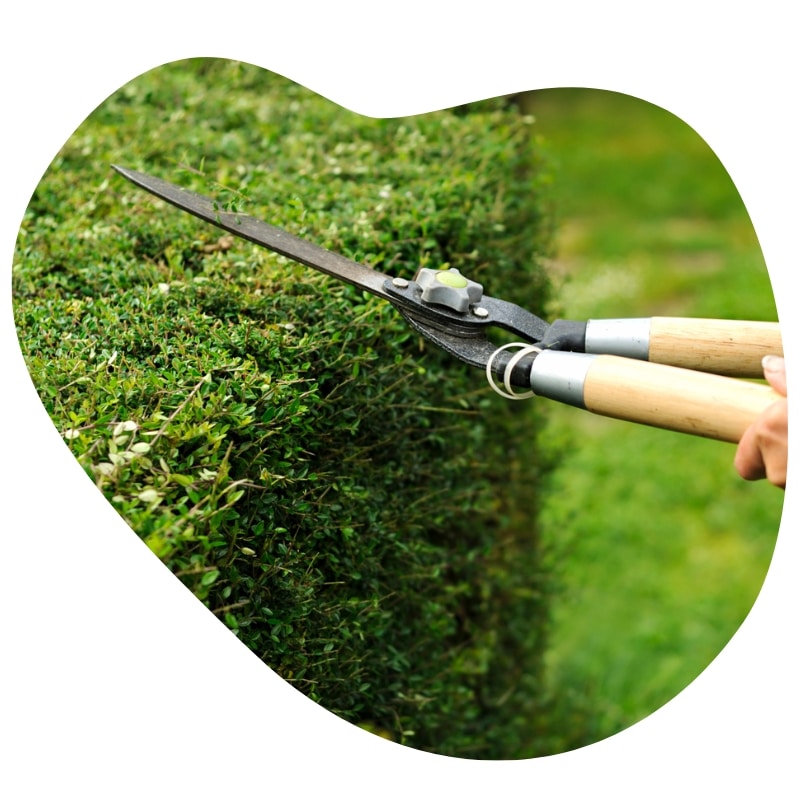 Tree trimming with garden shears shaping a hedge for healthy and neat growth.
