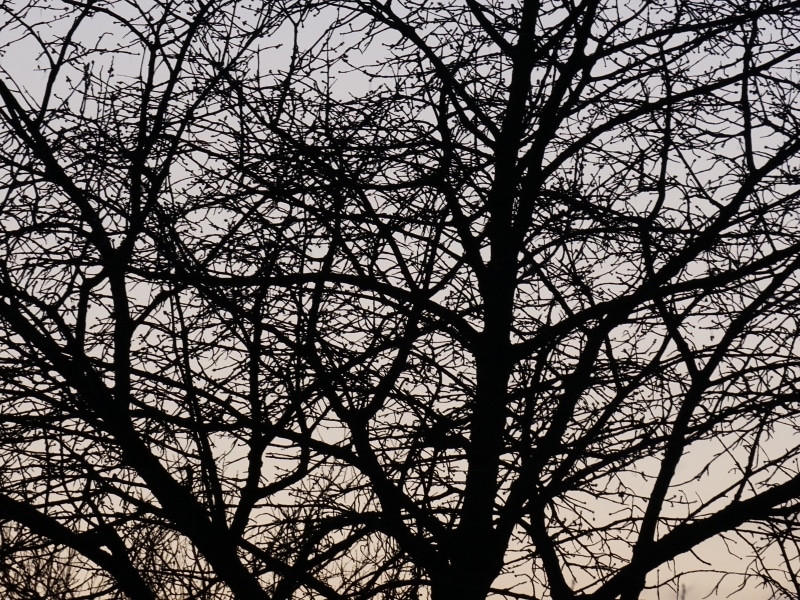 Dense tree silhouette showing overgrown limbs before lopping branches.
