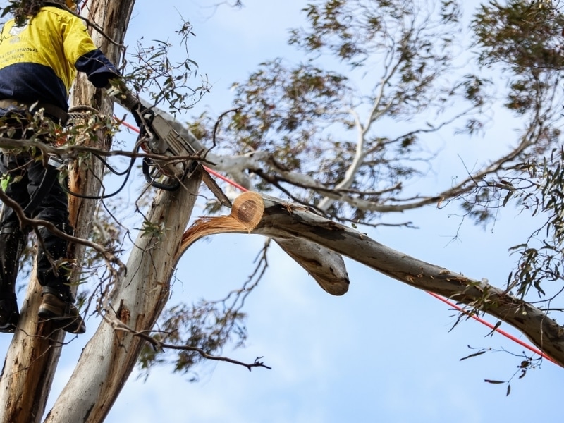 Arborist completes lopping branches with a chainsaw on tall tree.