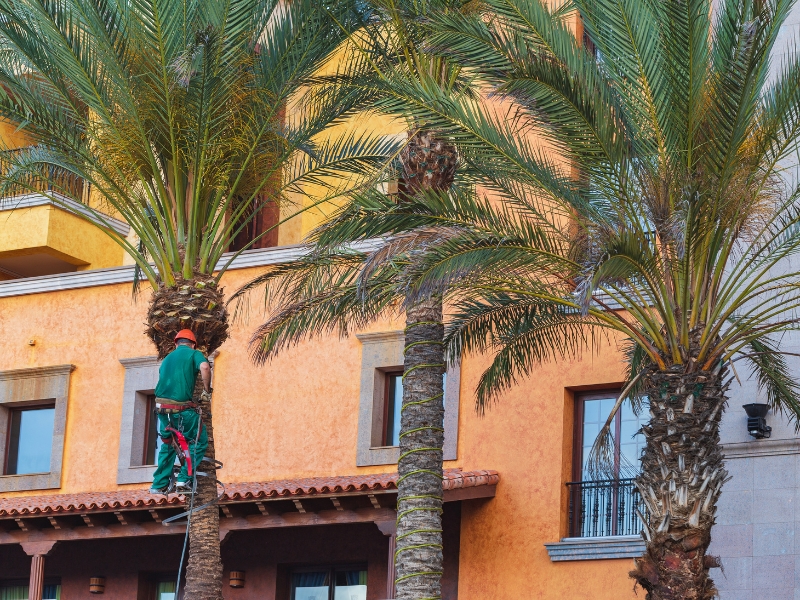 Professional cutting down palm tree with safety gear outside residential building.