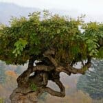 Eco-friendly Umbrella Tree Removal showing a large umbrella tree with twisted trunk and dense canopy.