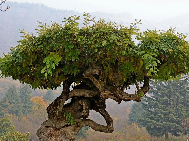 Eco-friendly Umbrella Tree Removal showing a large umbrella tree with twisted trunk and dense canopy.